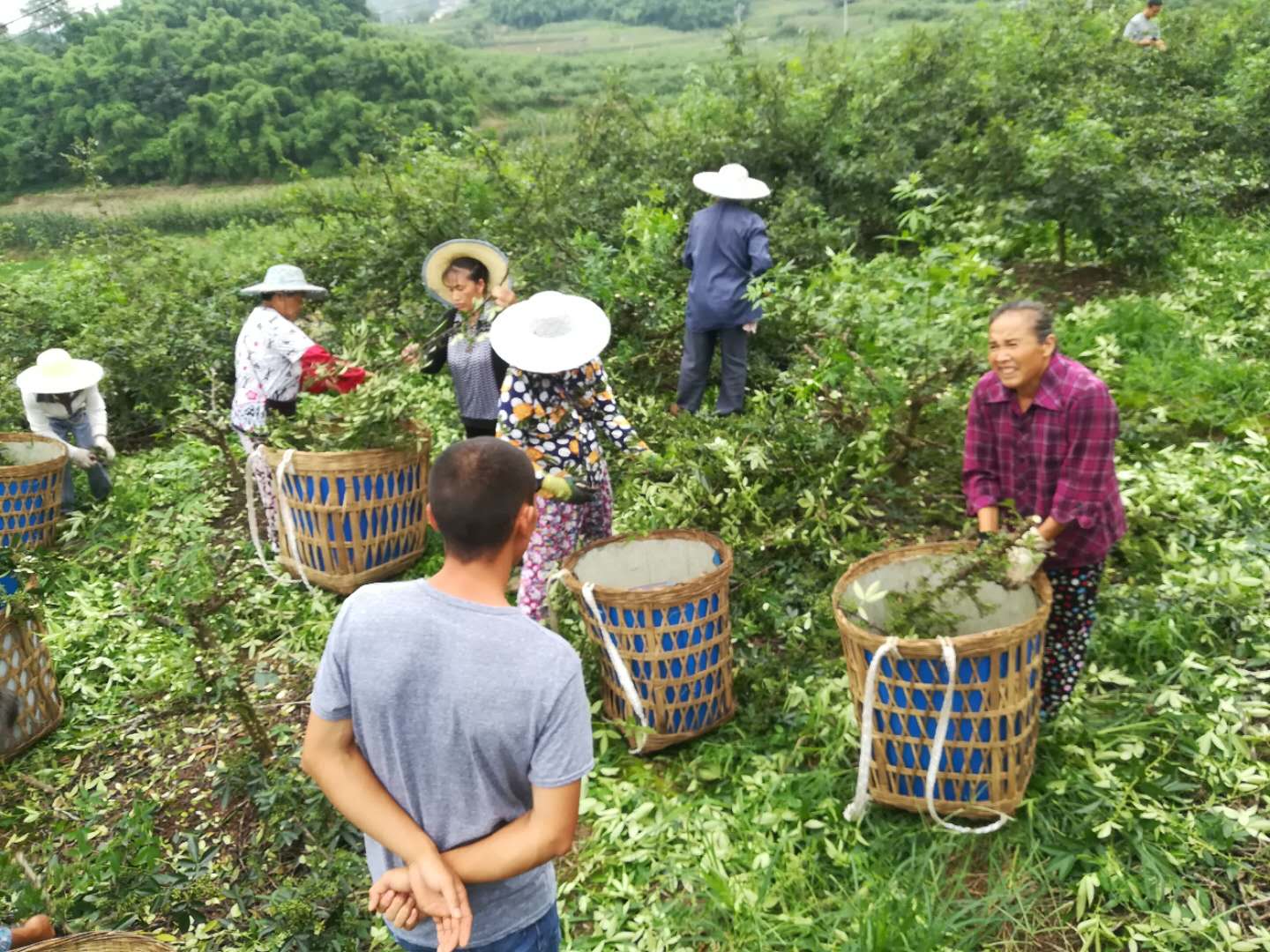 花椒采摘后，一定要记得做这些事！